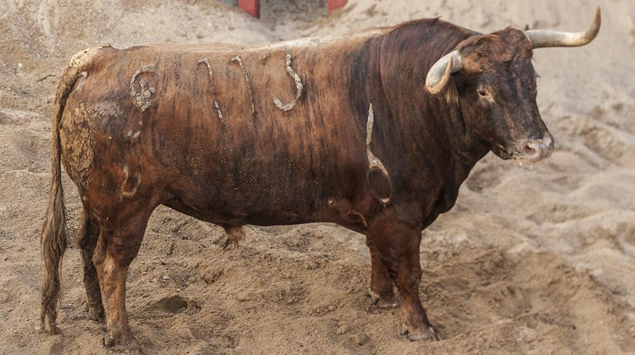 El toro número 6 113 de la ganadería de Matilla se lidiará en sexto lugar