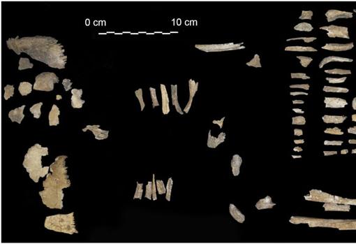 Los fragmentos humanos de la Tumba de la Copa de Néstor