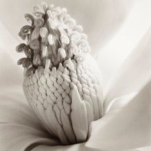 Imogen Cunningham. 'Flor de magnolia, torre de joyas' (ca. 1920). Colección Per Amor a l'Art