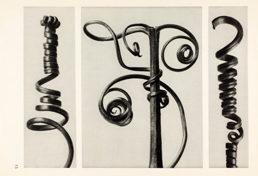 Karl Blossfeldt. Fotograbado del portafolio 'Formas originales del arte' (1928).