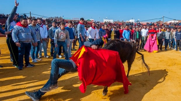 La Puebla del Río anuncia la programación del retorno de sus encierros taurinos