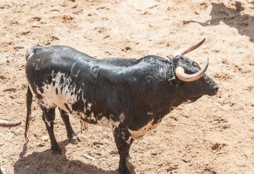 Sigue la corrida de Torrestrella, en directo: Morante de la Puebla y &#039;El Juli&#039; dan la alternativa a Manuel Perera