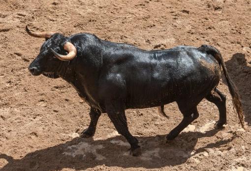 Sigue la corrida de Torrestrella, en directo: Morante de la Puebla y &#039;El Juli&#039; dan la alternativa a Manuel Perera