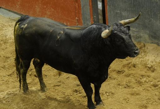 Sigue en directo la encerrona de Manuel Escribano con seis toros de Miura