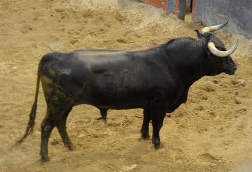 Sigue en directo la encerrona de Manuel Escribano con seis toros de Miura