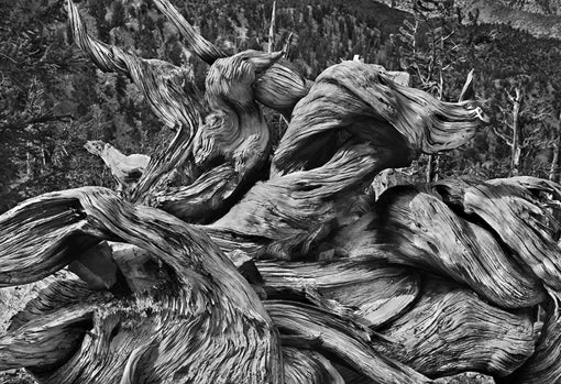 Sebastião Salgado. 'Bosque de pinos en las Montañas Blancas (California, Estados Unidos', 2010