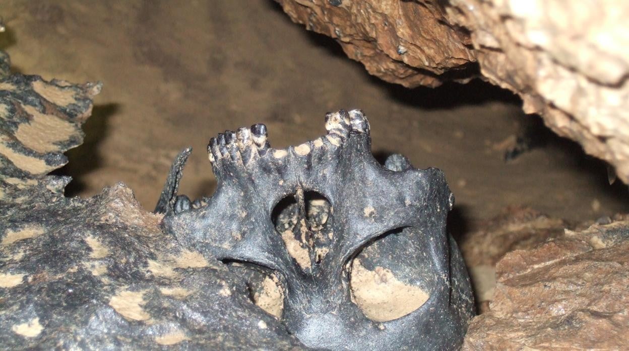 El cráneo de un noble visigodo hallado en la cueva de La Garma