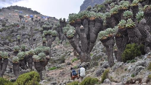 Gigantescos senecios junto a Barranco Camp