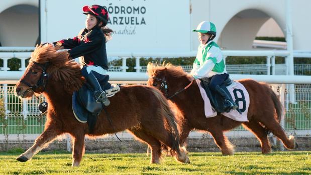 Los doce ponis que debutan este domingo en la Zarzuela