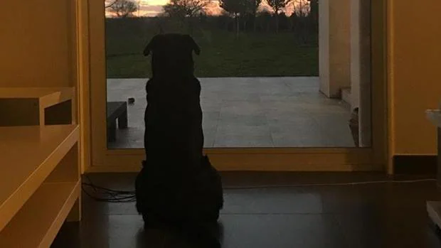 Nala, la perrita de Emiliano Sala, sigue esperando a su dueño