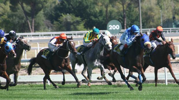 Resacón y Sir Roque, favoritos en el Gran Premio Cimera–Poule de potros