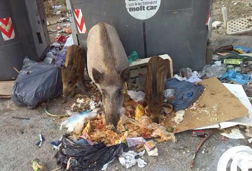 Un grupo de jabalíes comiendo basura
