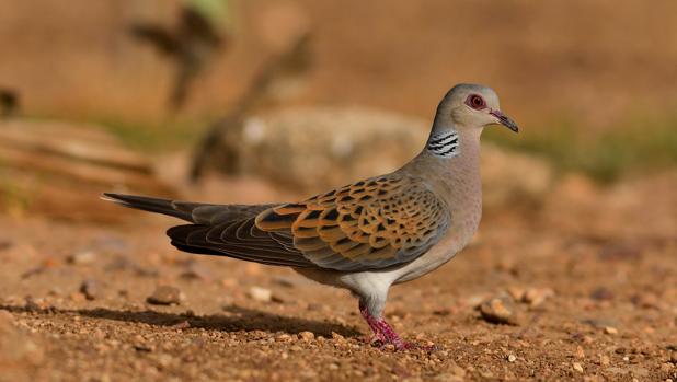 Diez cuestiones que explican la situación de la tórtola