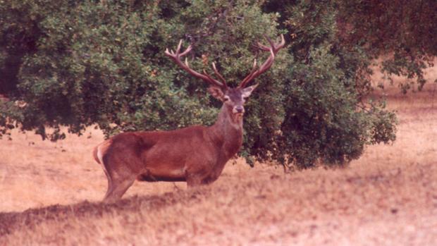 La Universidad de Córdoba presenta un sistema de gestión para cotos de caza sostenibles