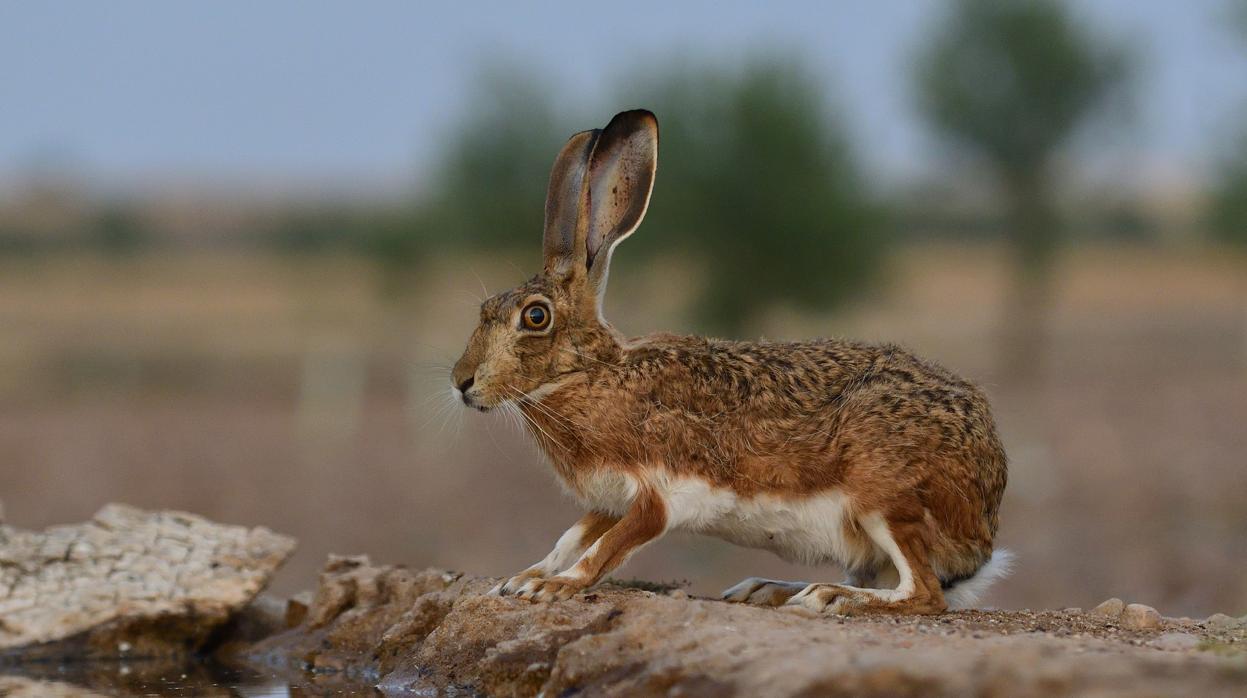 Un ejemplar de liebre