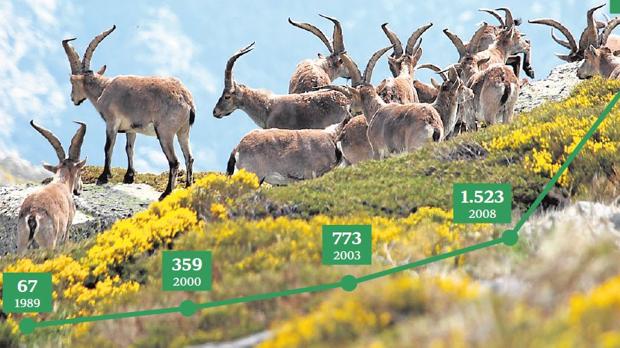 Guadarrama y la cabra montés, un cúmulo de despropósitos