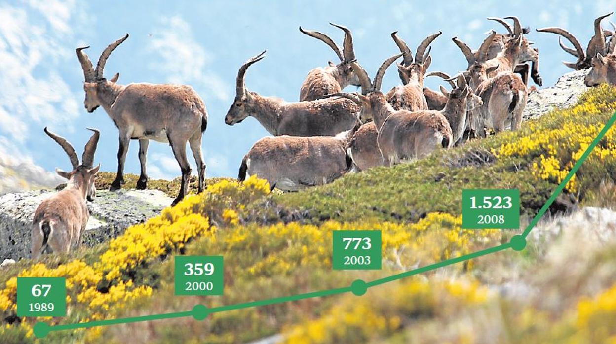 Guadarrama y la cabra montés, un cúmulo de despropósitos