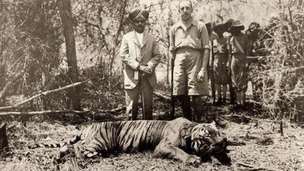 La tragedia del tigre en el último siglo: la caza, parte del problema o de la solución
