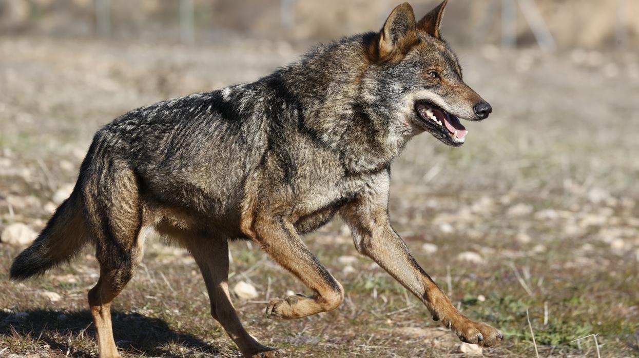 Un ejemplar de lobo ibérico en la provincia de Guadalajara