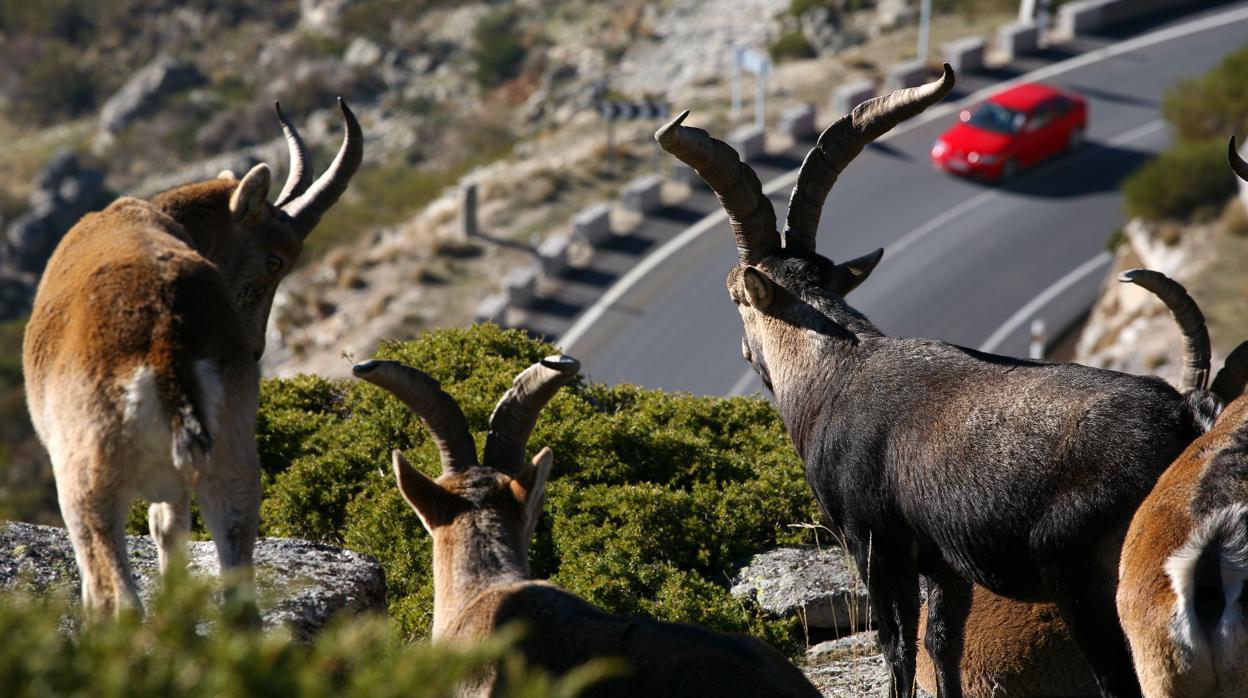 Un grupo de cabras montesas, junto a una carretera