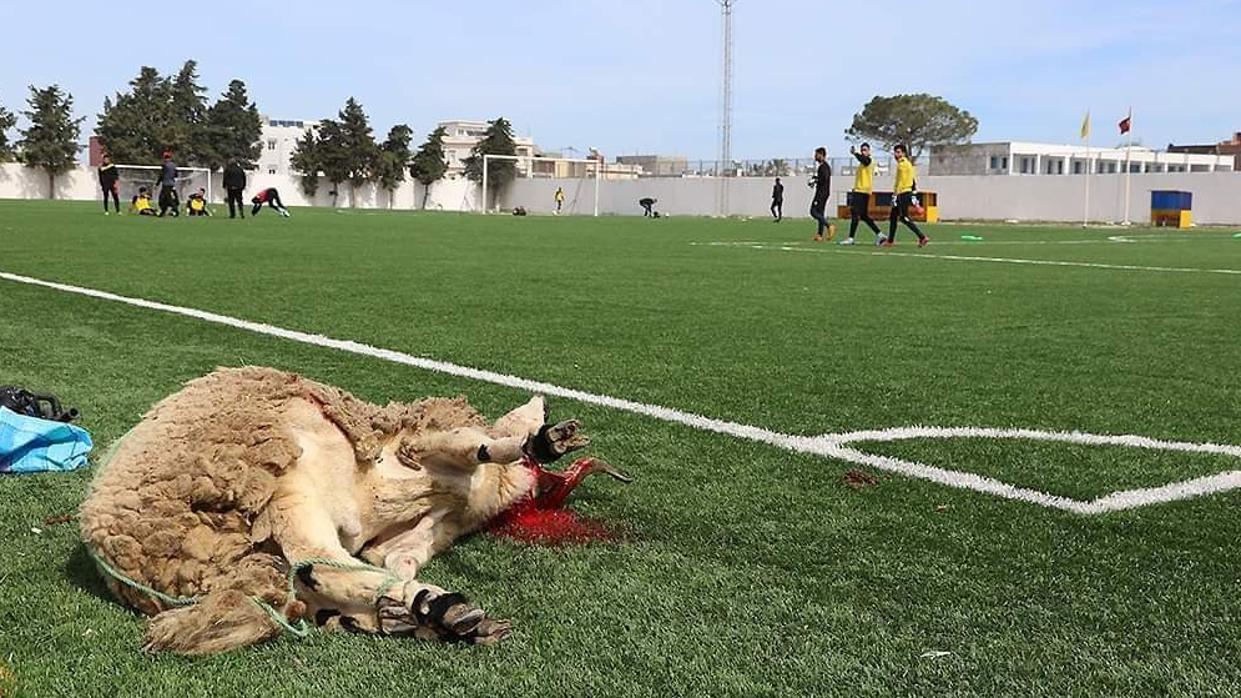 Degüellan un cordero sobre el césped para alejar la mala suerte de un equipo