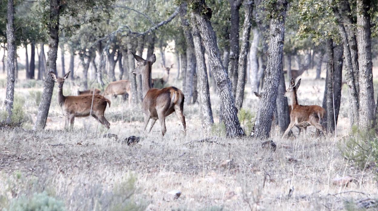 Ciervos en época de berrea en los Montes de Toledo