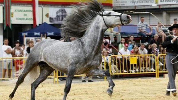 171 equinos participan en el Concurso Morfológico de Caballos de Jerez