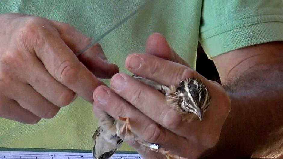 Coturnix, el estudio de la población codorniz