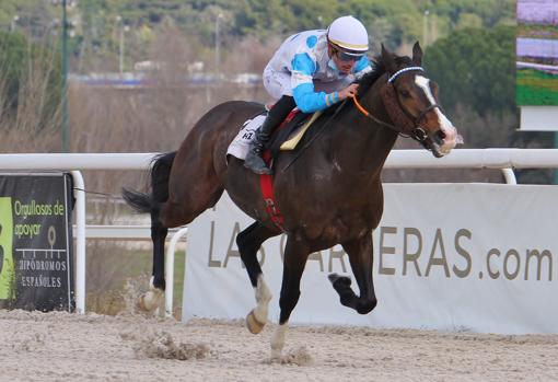 Baba Karam, vencedor del Premio Newango-Cría Nacional