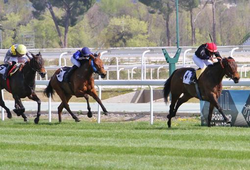 Medicean Blue ganó el Premio Robertiya