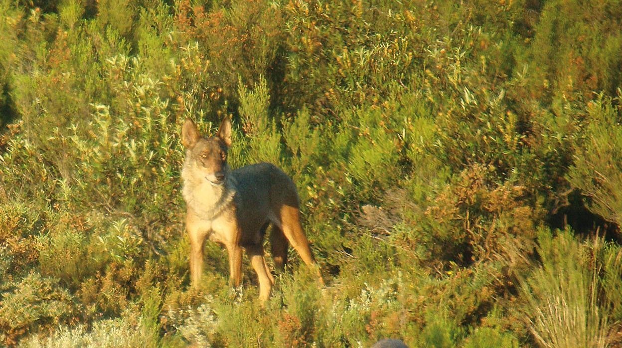 Imagen del libro 'La Quinta Manada. El lobo ibérico, de la sierra de la Culebra a la Guadarrama