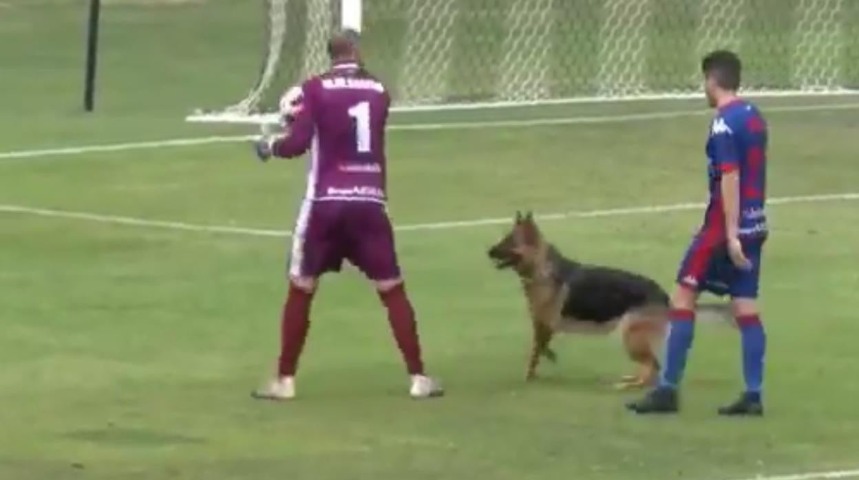 Los jugadores del Amorebieta tratan de retirar al perro del campo del Tudelano