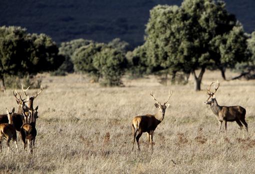 La dehesa, entorno artificial típico de estos montes