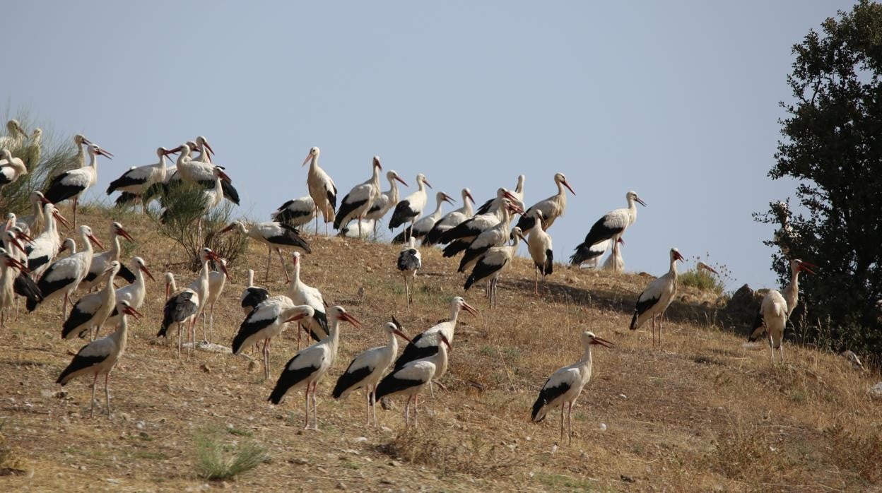 Las cigüeñas son una de las especies que se han visto favorecidas por estos ecosistemas artificiales, no tanto los reptiles y pollos de otras aves que les sirven de alimento.