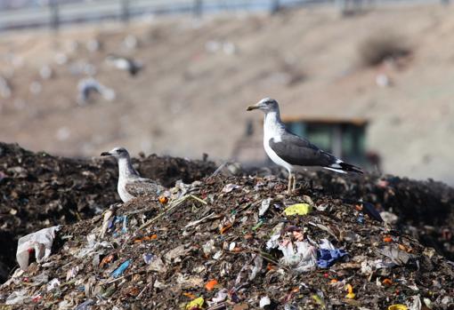 Los vertederos de basura, ecosistemas atípicos para la fauna