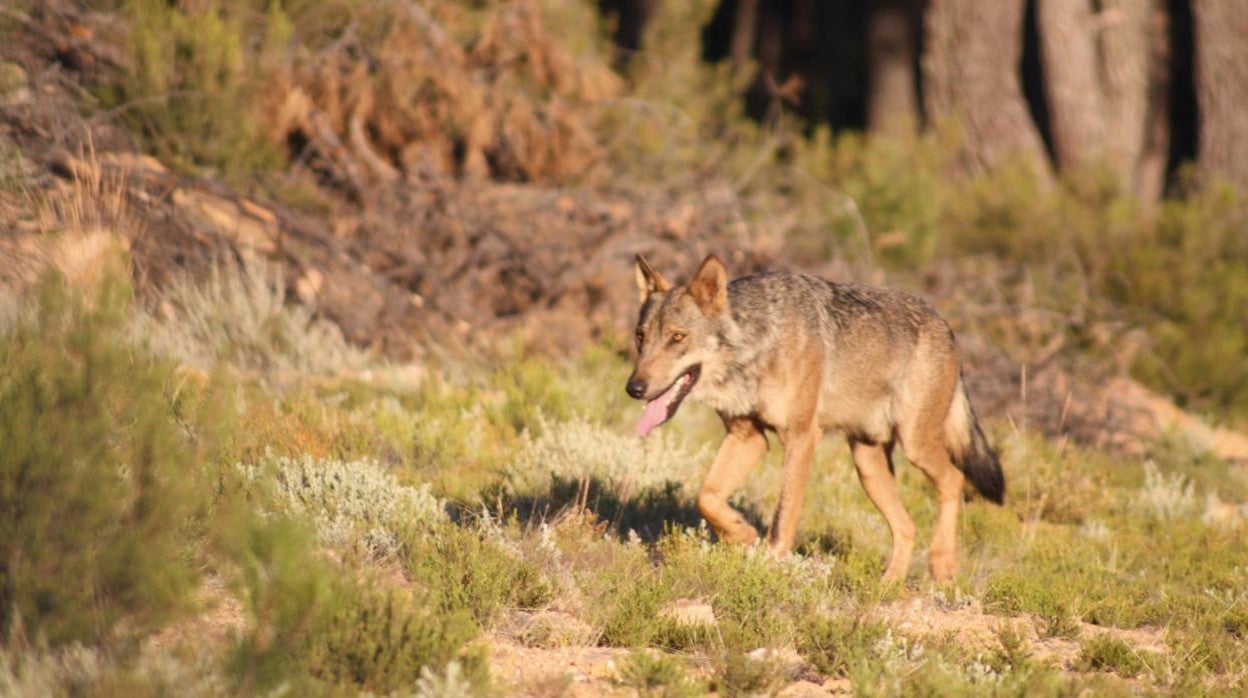 Un lobo en la sierra de la Culebra