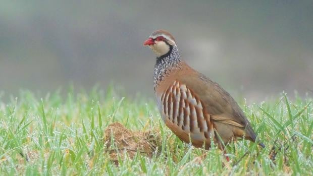 El fin de la caza planea sobre la perdiz roja