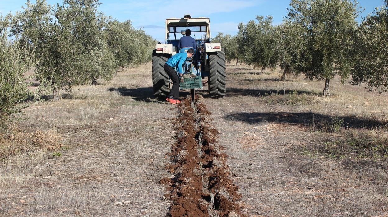 Olivares de miel y la conservación de la perdiz