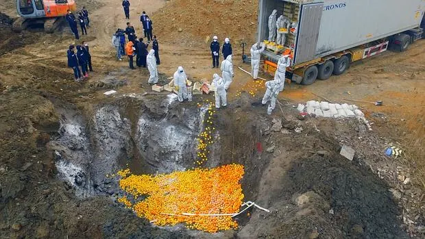 China destruye más de 20 toneladas de naranjas y limones españoles
