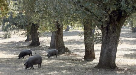 Ganado porcino en una dehesa