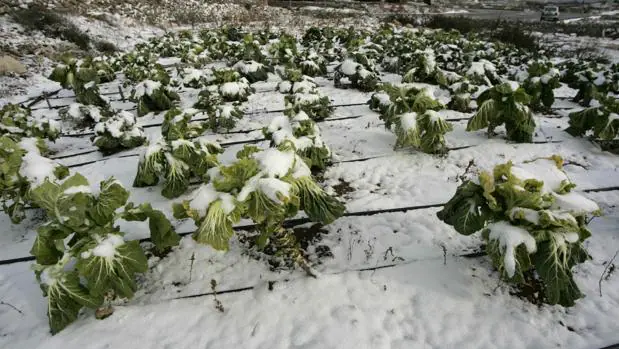 Lechugas cubiertas de nieve por el temporal de frío