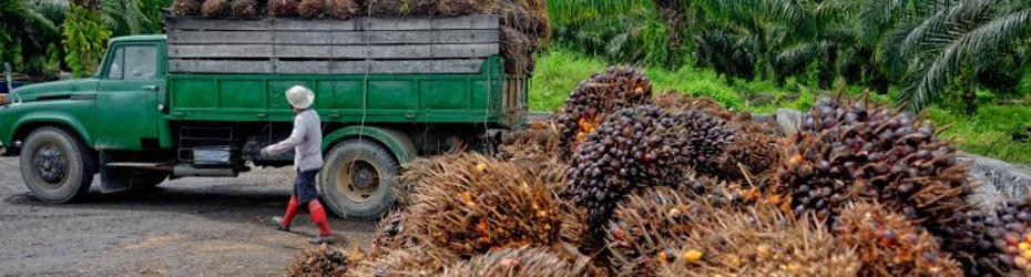 Algunas marcas han cedido a la presión de los consumidores y han eliminado el aceite de palma de sus productos