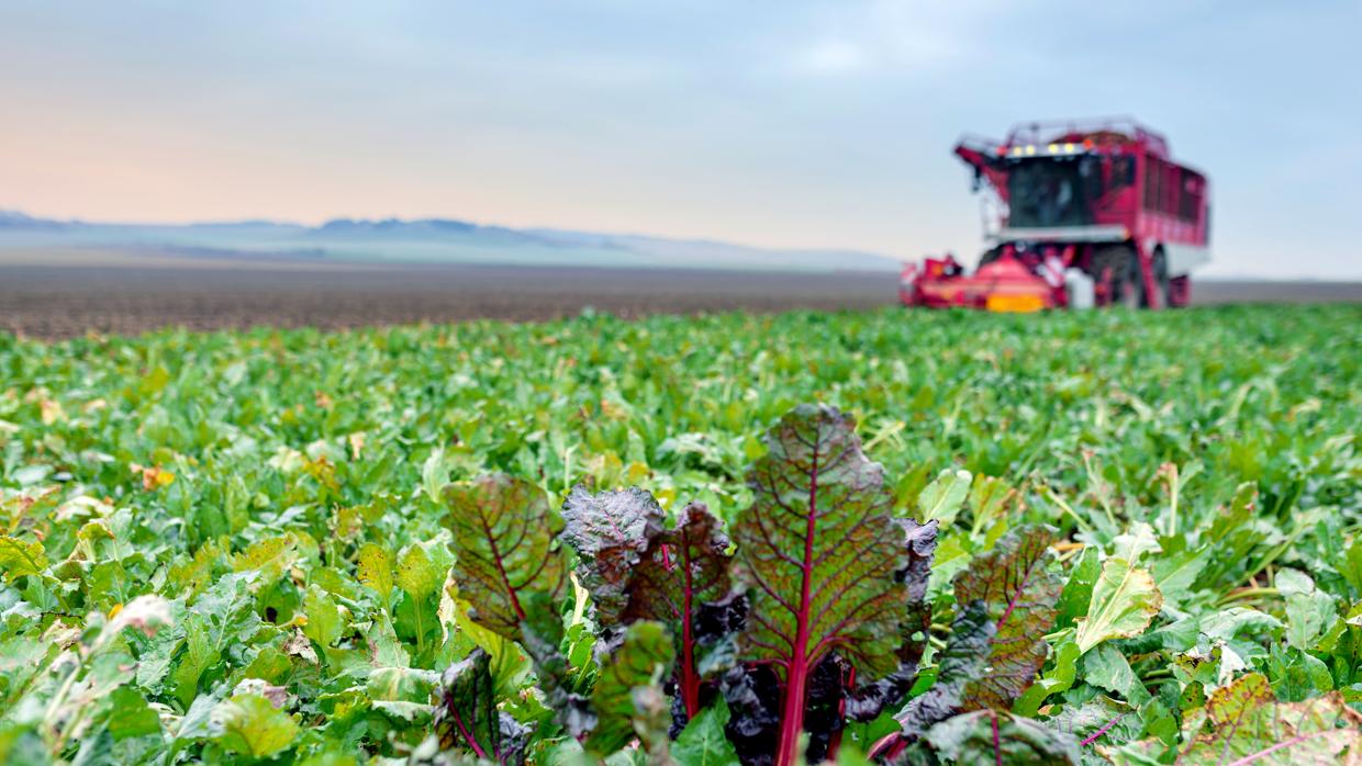 El cultivo ha aguantado bien las subidas de temperatura de junio, julio y agosto