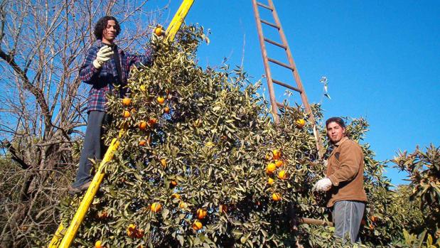 Alertan de que el mercado de naranjas peligra por las prisas en la recolección