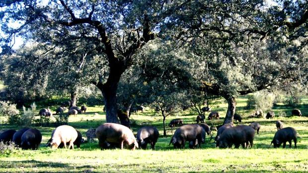 Sólo la hierba puede empañar una montanera perfecta