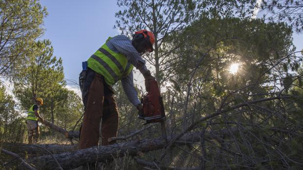 La Administración puede obligar a los parados a limpiar montes o reparar daños de incendios