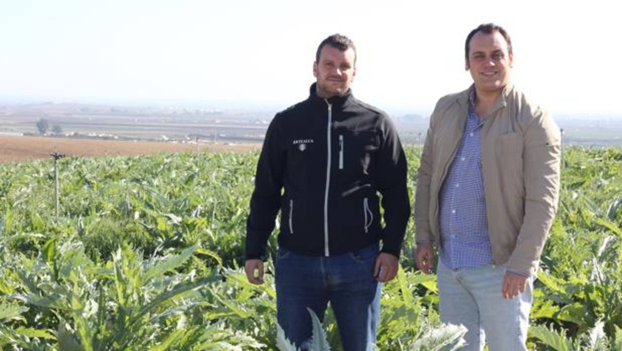 Artealca recupera el cultivo de la alcachofa en Sevilla