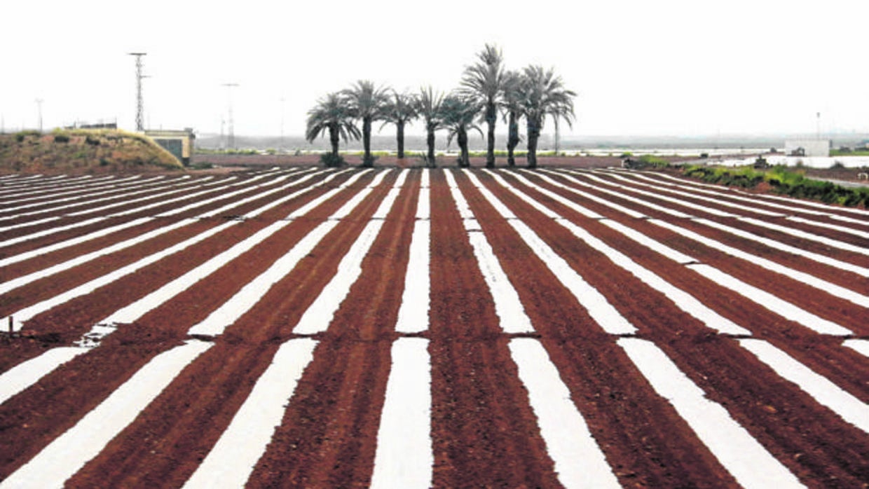 El campo pide savia nueva innovadora para acabar con la sequía laboral