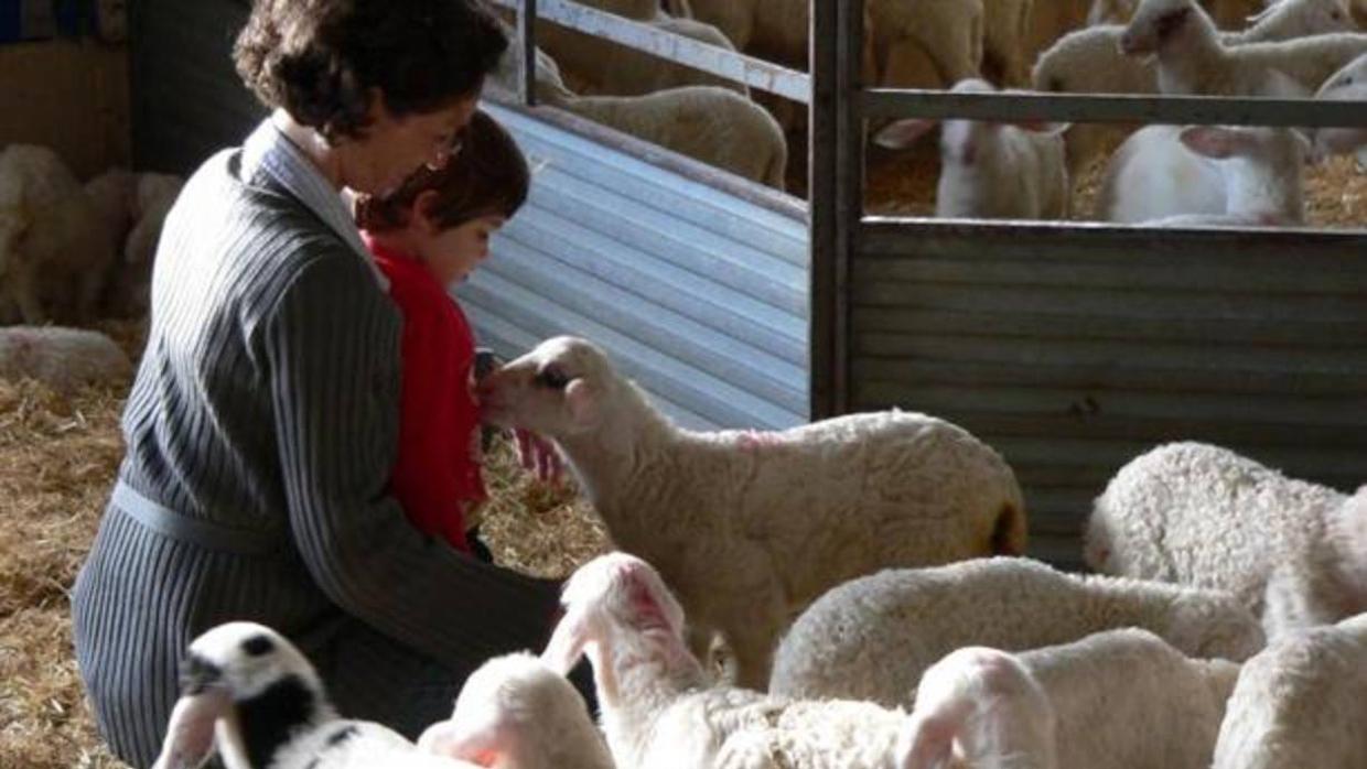 Una visita a la granja OvinoTG, en Sutillo del Campo (Palencia)