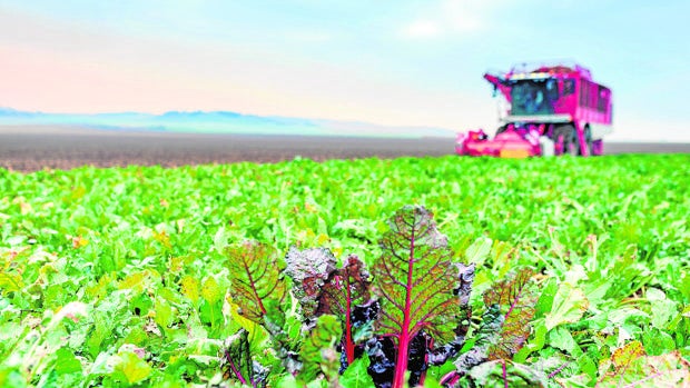 Ya se pueden pedir las ayudas europeas al desarrollo rural en Sevilla